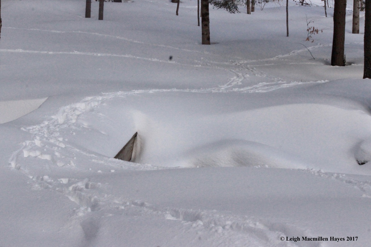 p-deer crossing bridge