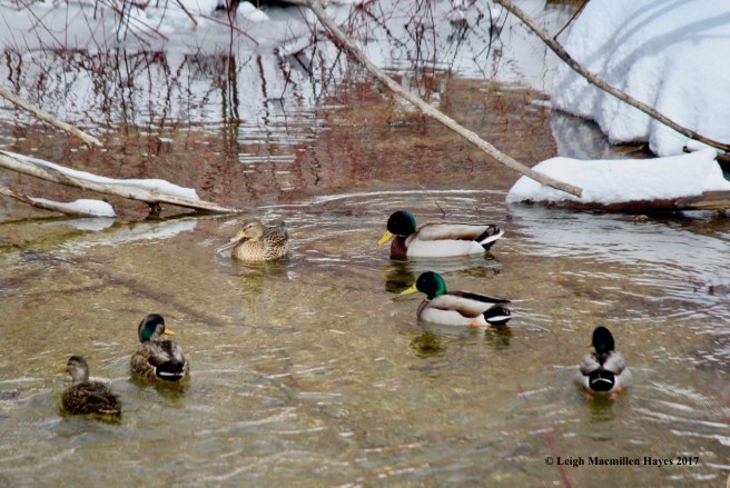 p-ducks 4, black:mallard hybrid?