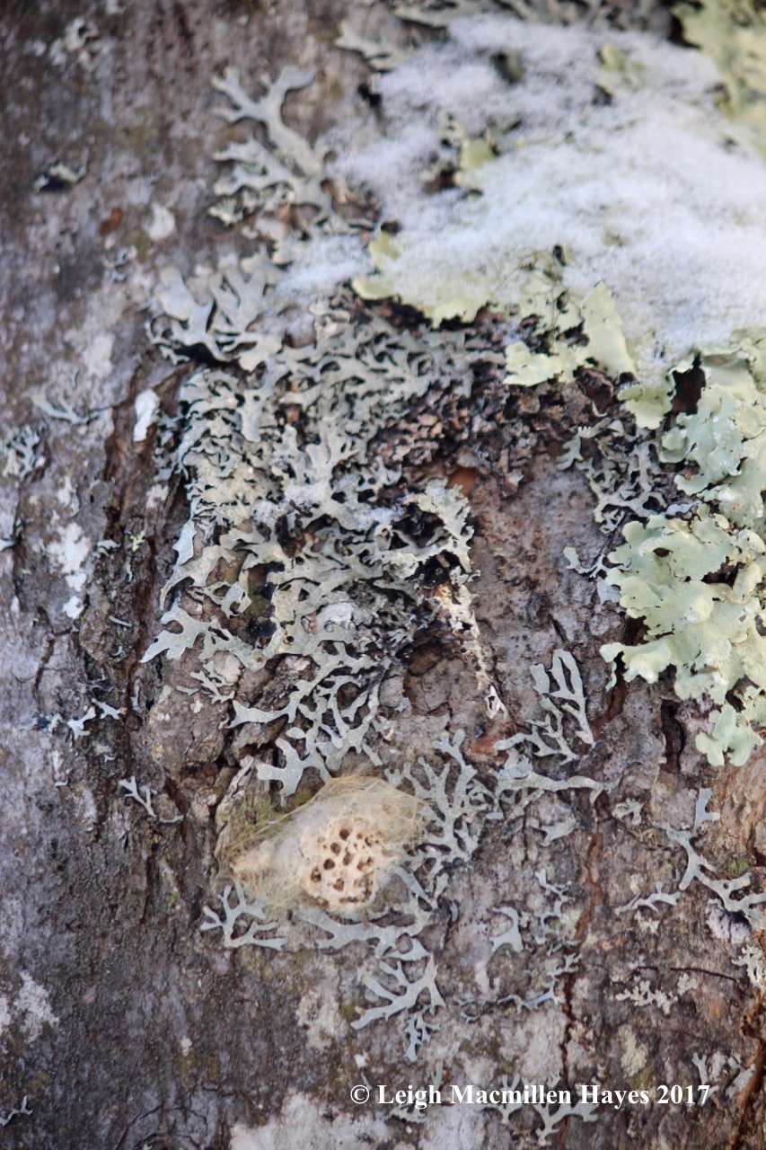 p-hammered, green shield and cocoon