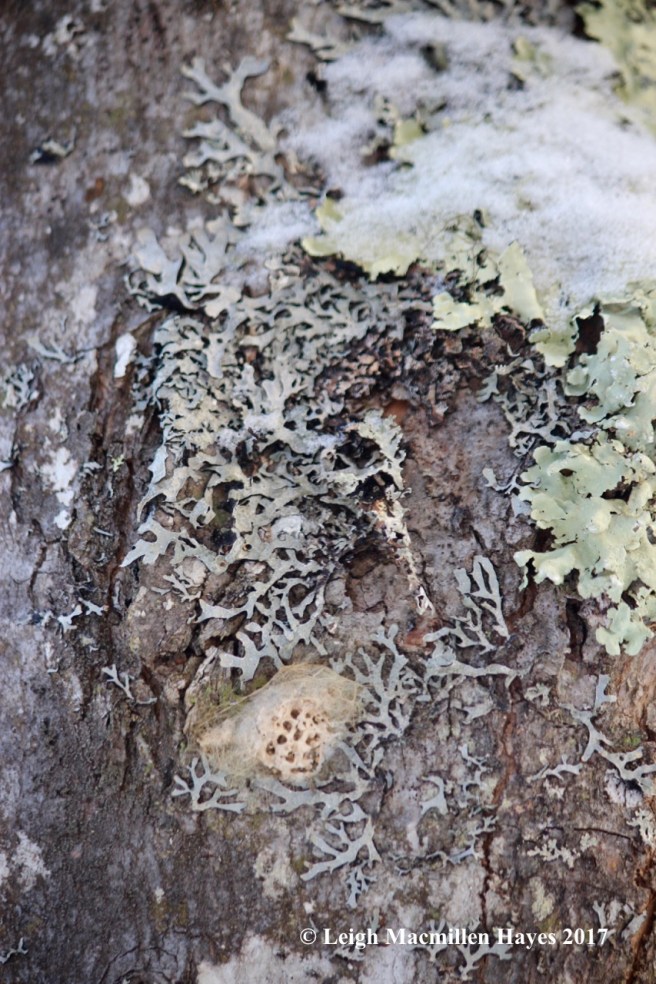 p-hammered, green shield and cocoon