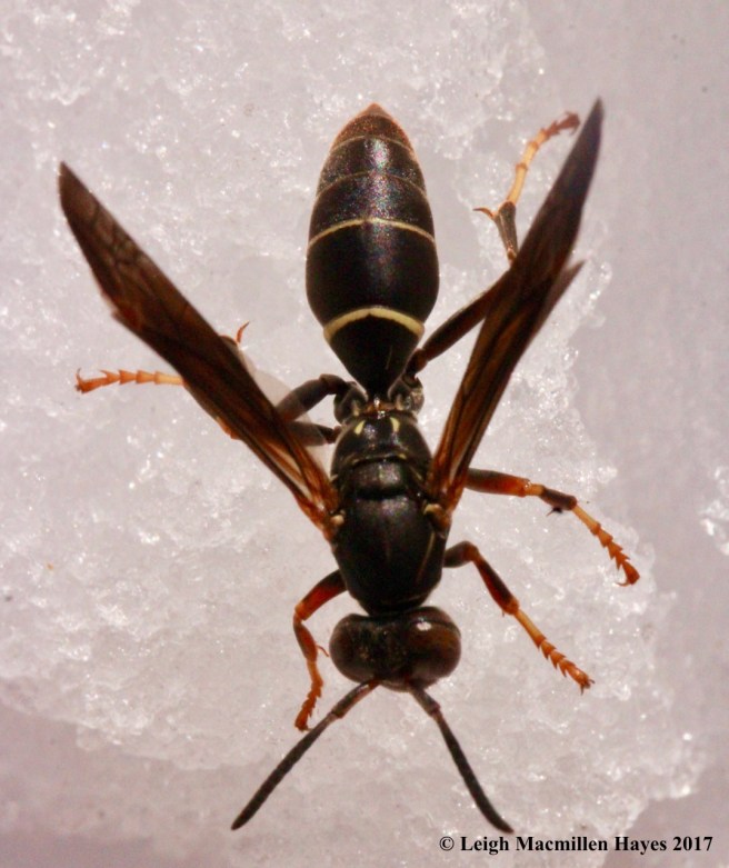 s-wasp 3