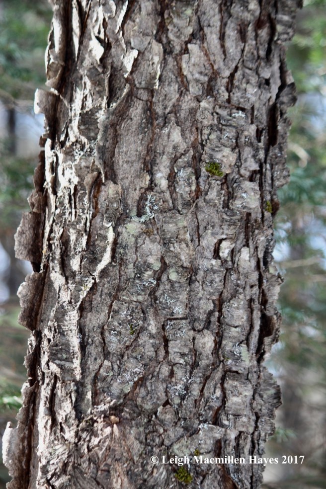 s10-black cherry bark