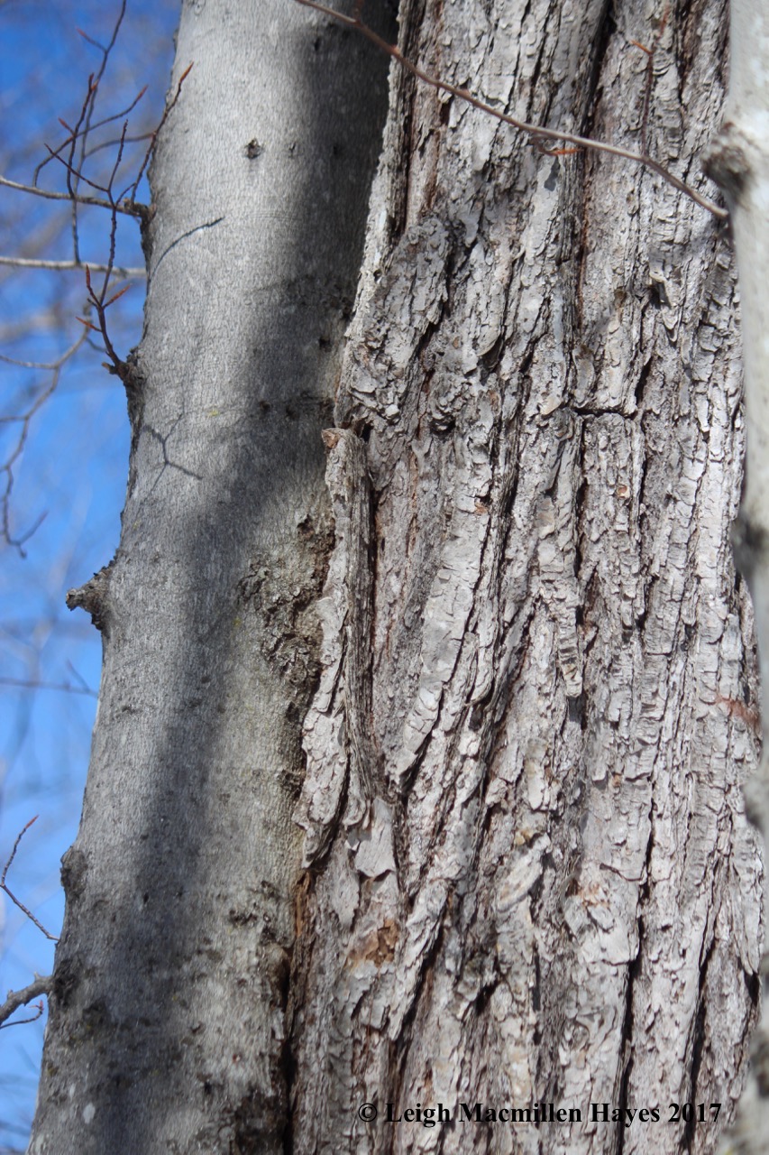 s11a-birch and red maple