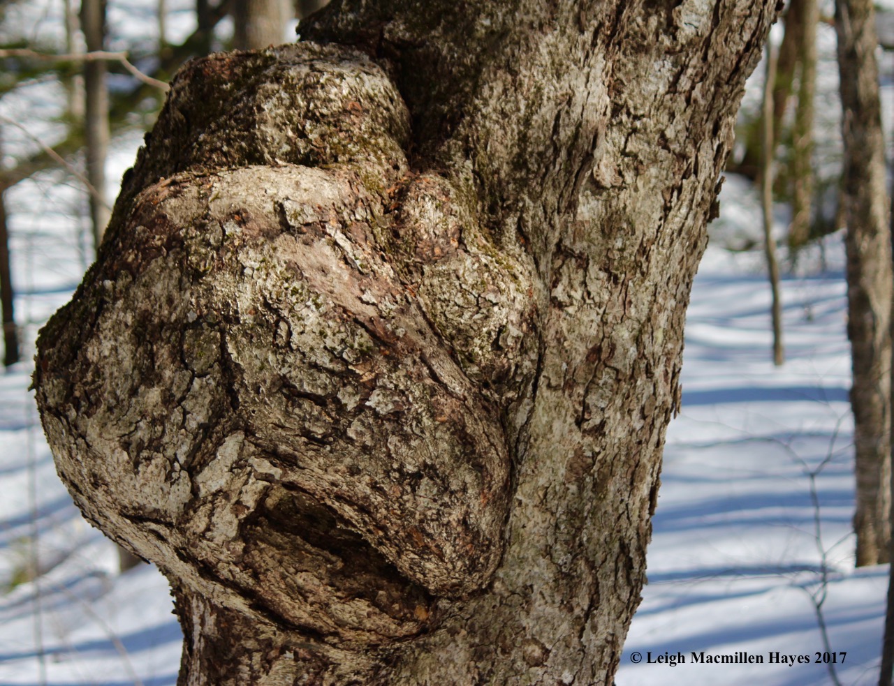 s13-yellow birch burl