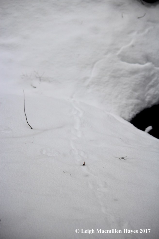 w11-mink tracks with tail drag