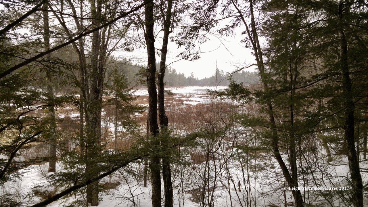 w15-Moose Pond Bog