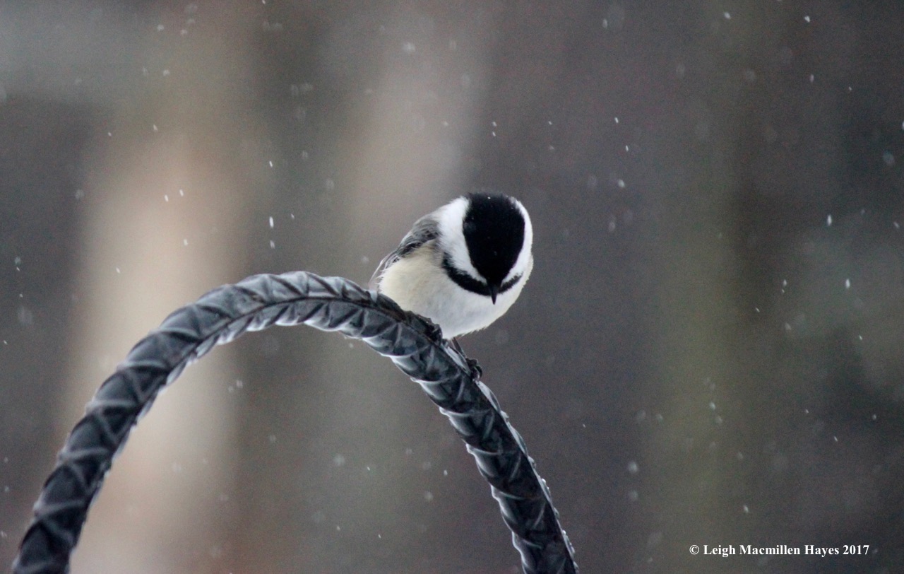 b-chickadee waiting