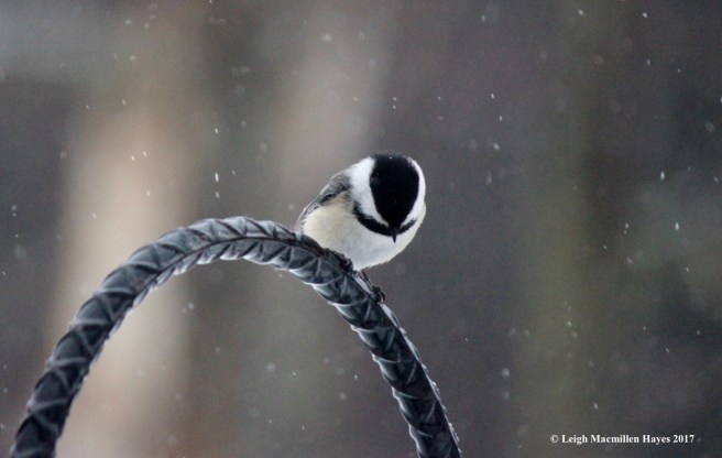 b-chickadee waiting