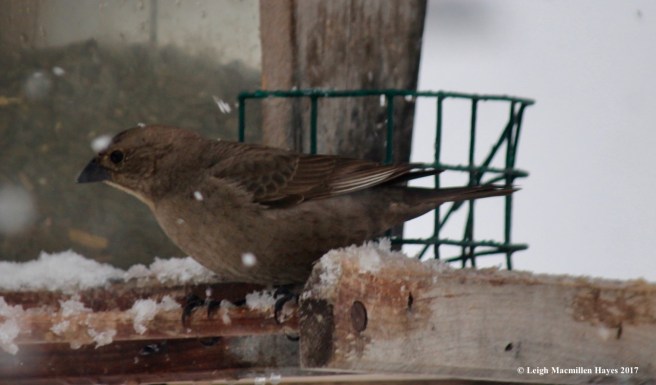 b-cowbird female