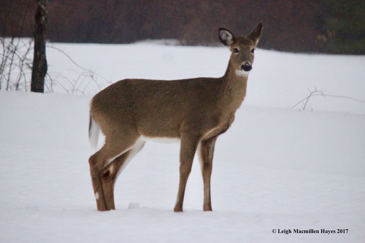 b-deer looking at me