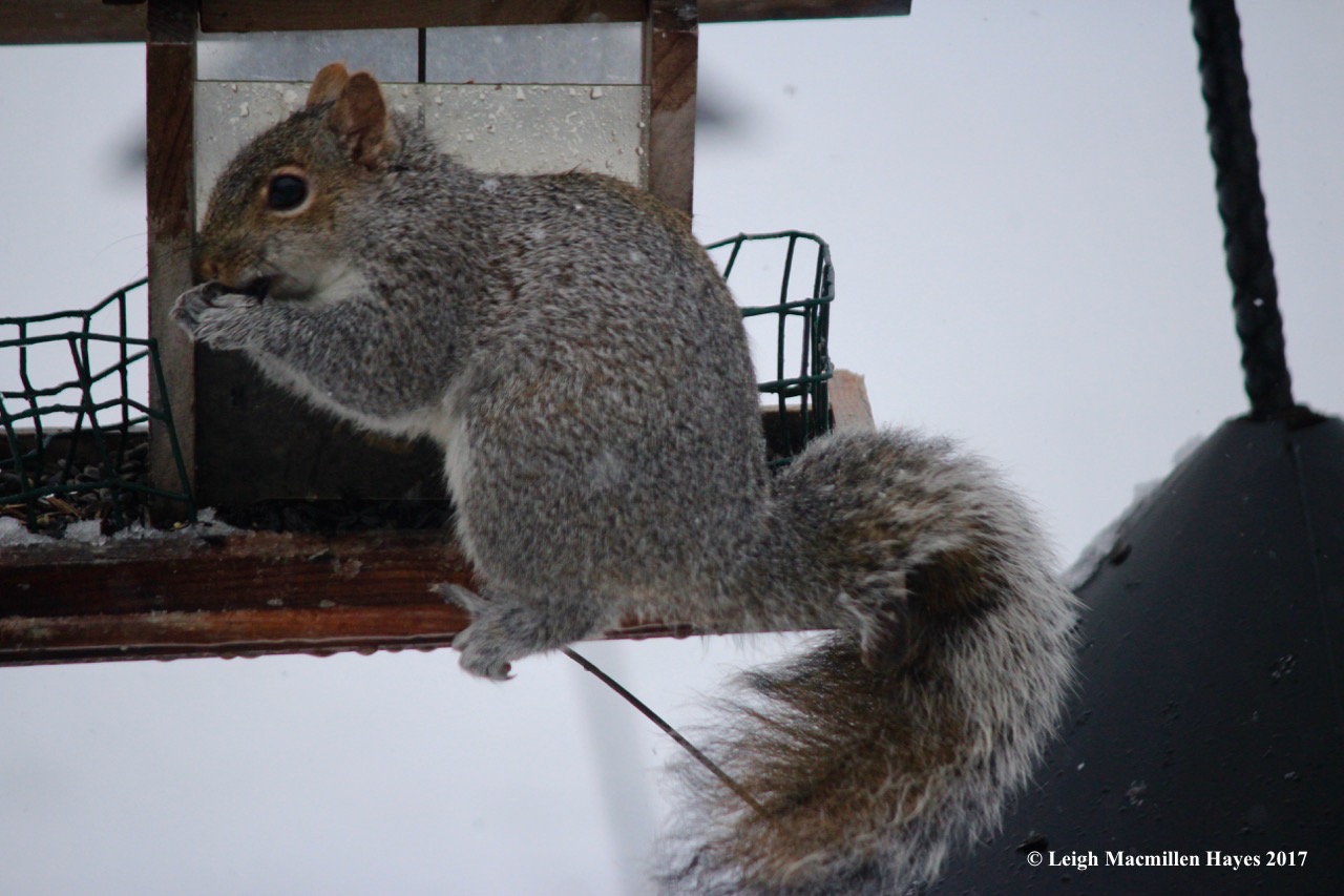 b-gray squirrel