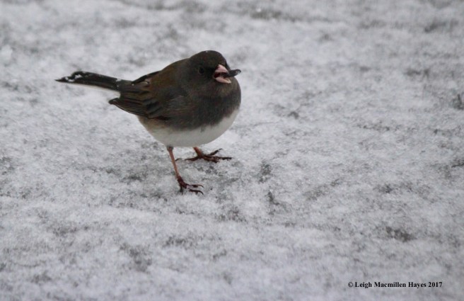 b-junco--cigar?