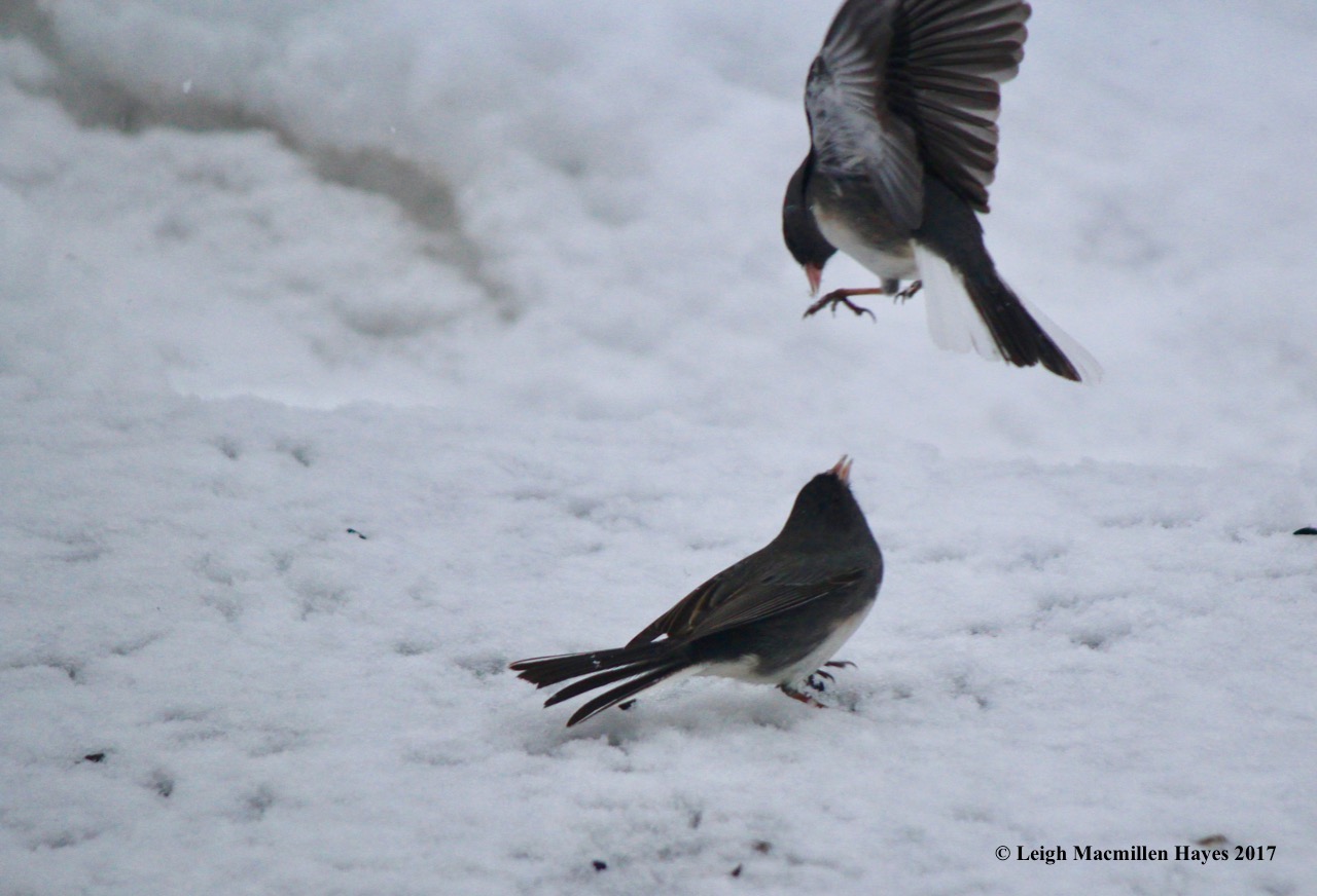 b-junco fight 1