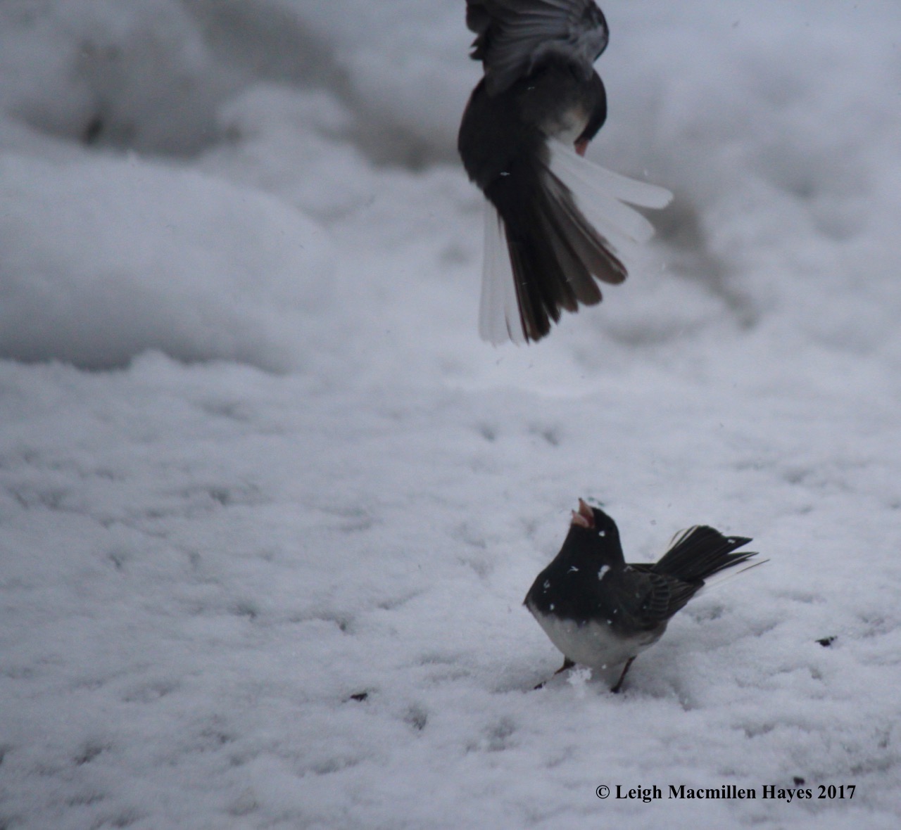 b-junco fight 2