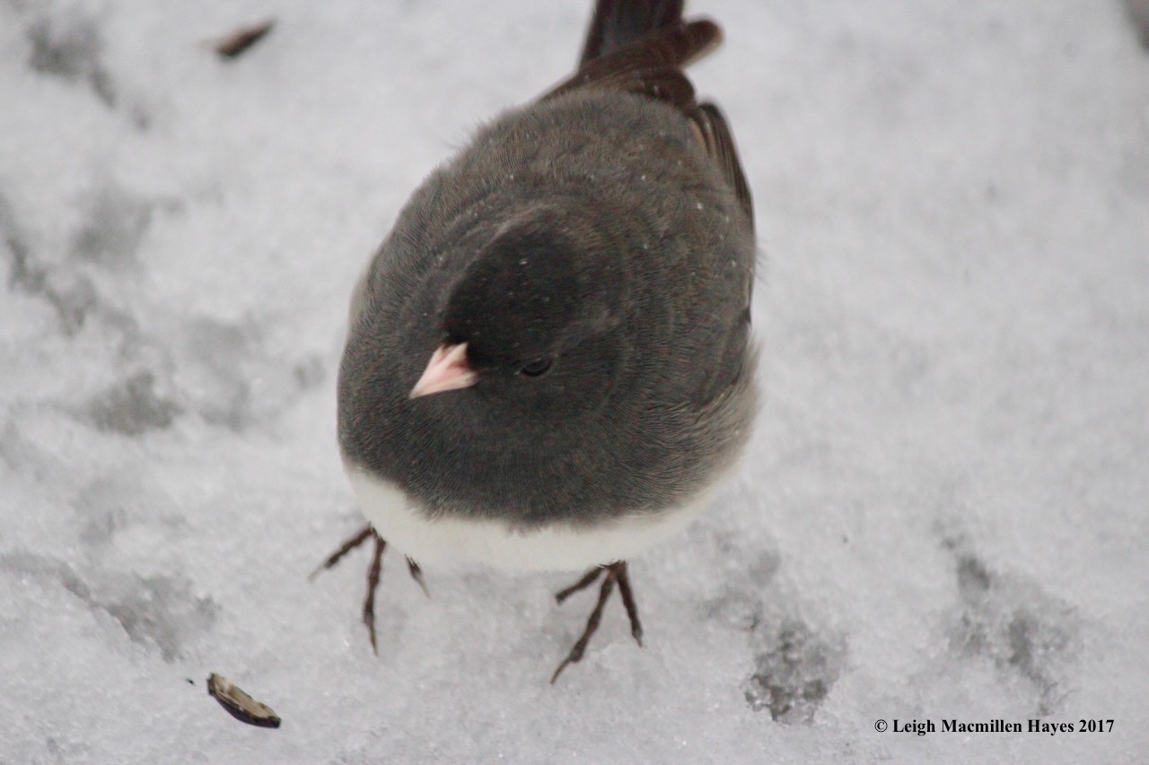 b-junco up close
