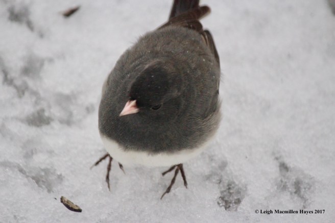 b-junco up close