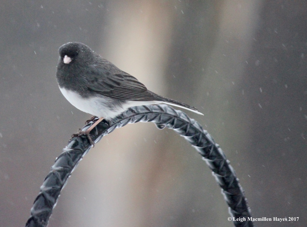 b-junco waiting