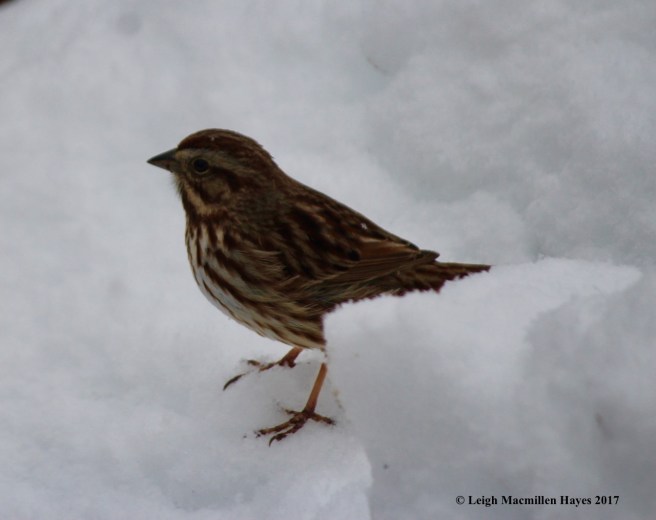 b-song sparrow