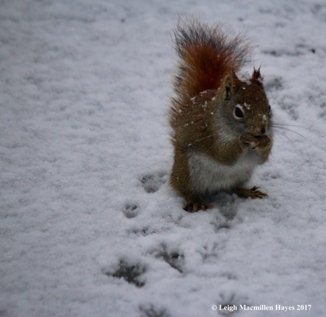 b-squirrel in its tracks