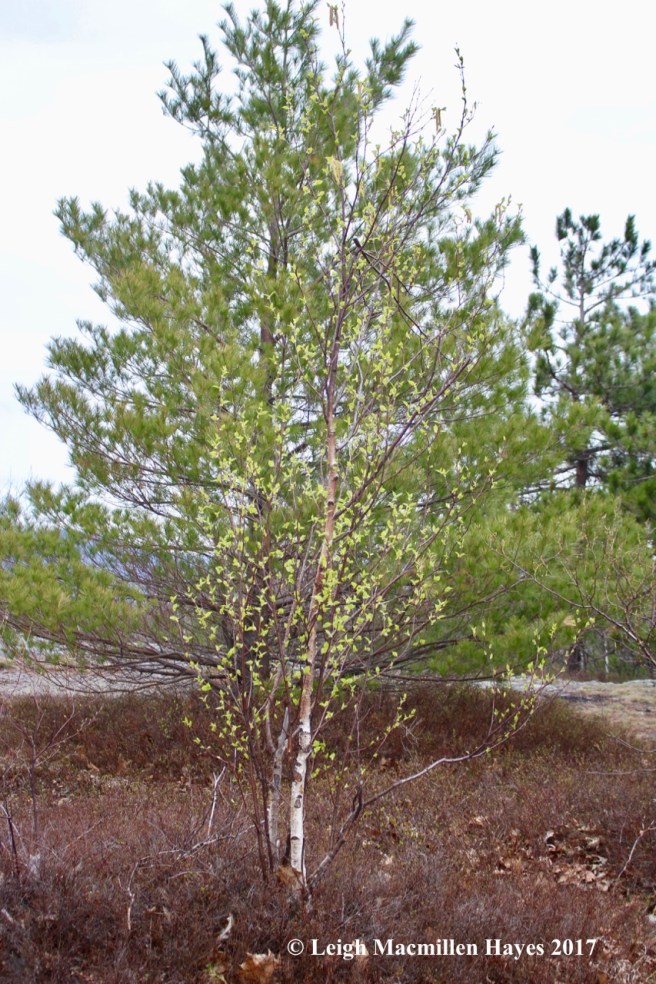 b-summit trees:layers