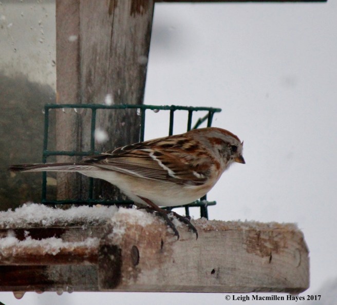 b-tree sparrow1