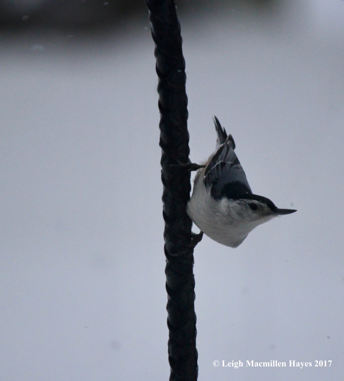 b-white-breasted nuthatch