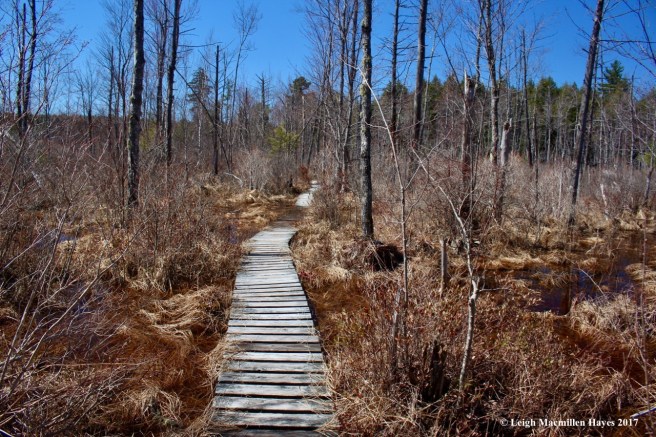 h-Boardwalk through red maple swamp 1