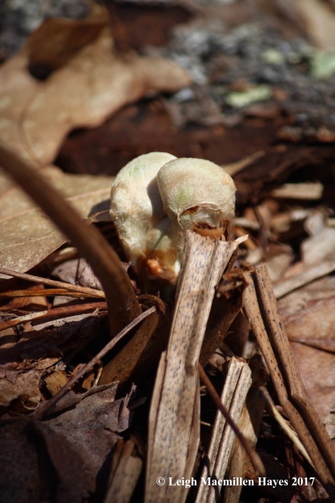 h-cinnamon crosier 1