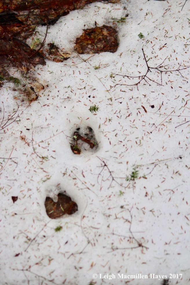 h-deer prints in snow