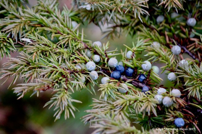 h-juniper berries