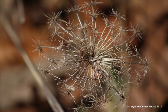 h-queen anne's lace
