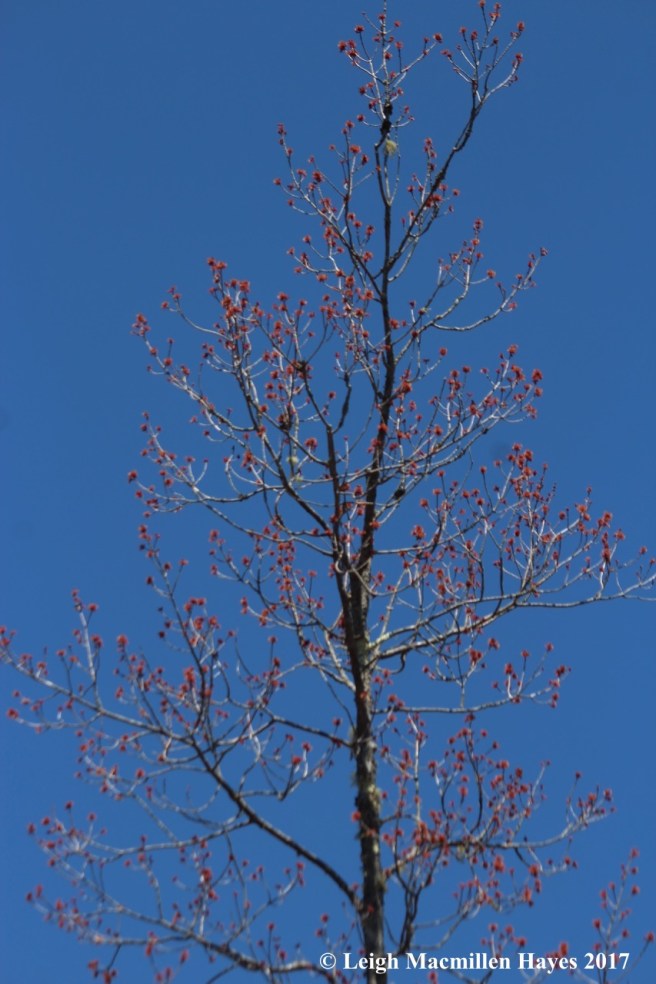 h-red maple in swamp