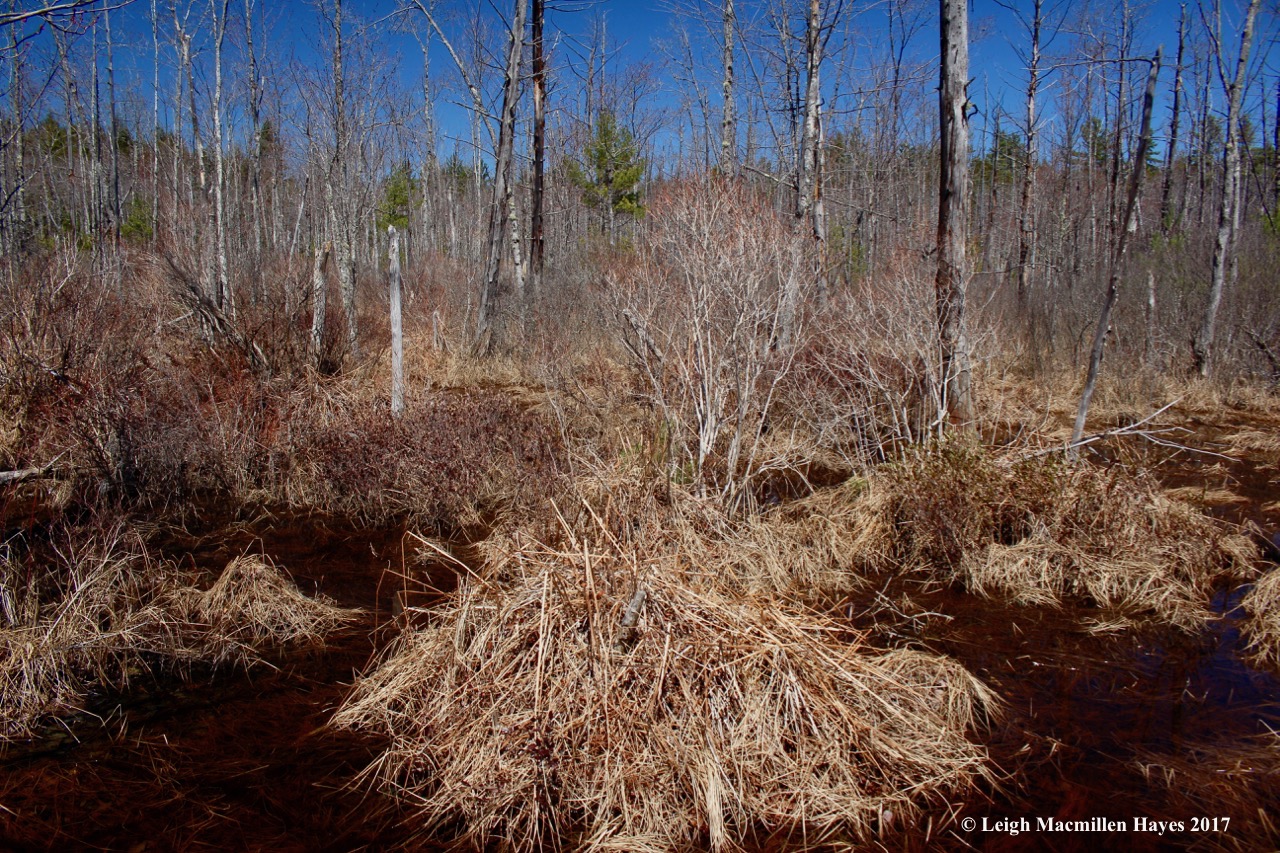 h-Red Maple Swamp 1