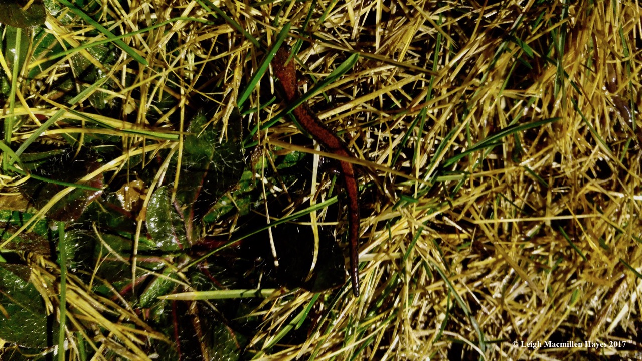 h-redback salamander (1)