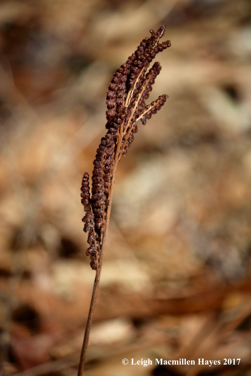 h-sensitive fern frond