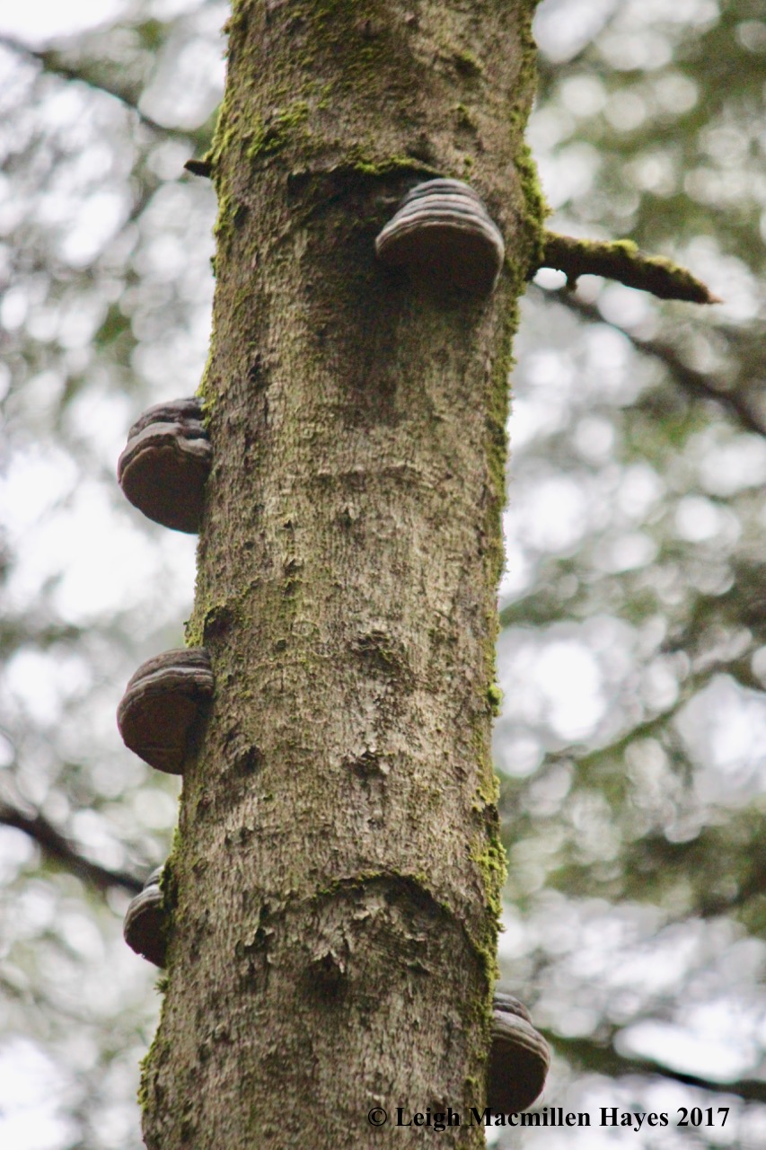 h-tinder conks on beech