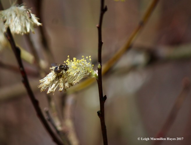 h-willow pollination