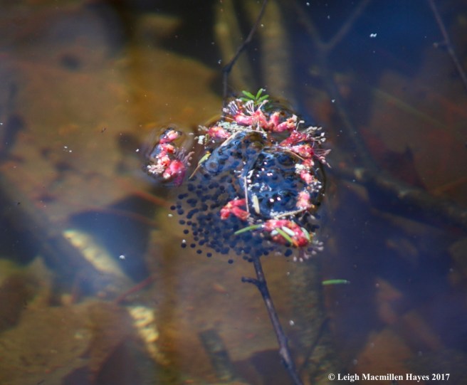 h-wood frog eggs 1