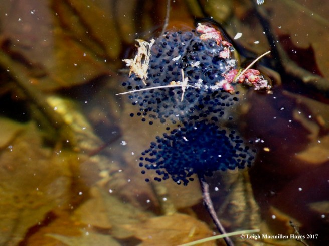 h-wood frog eggs 2
