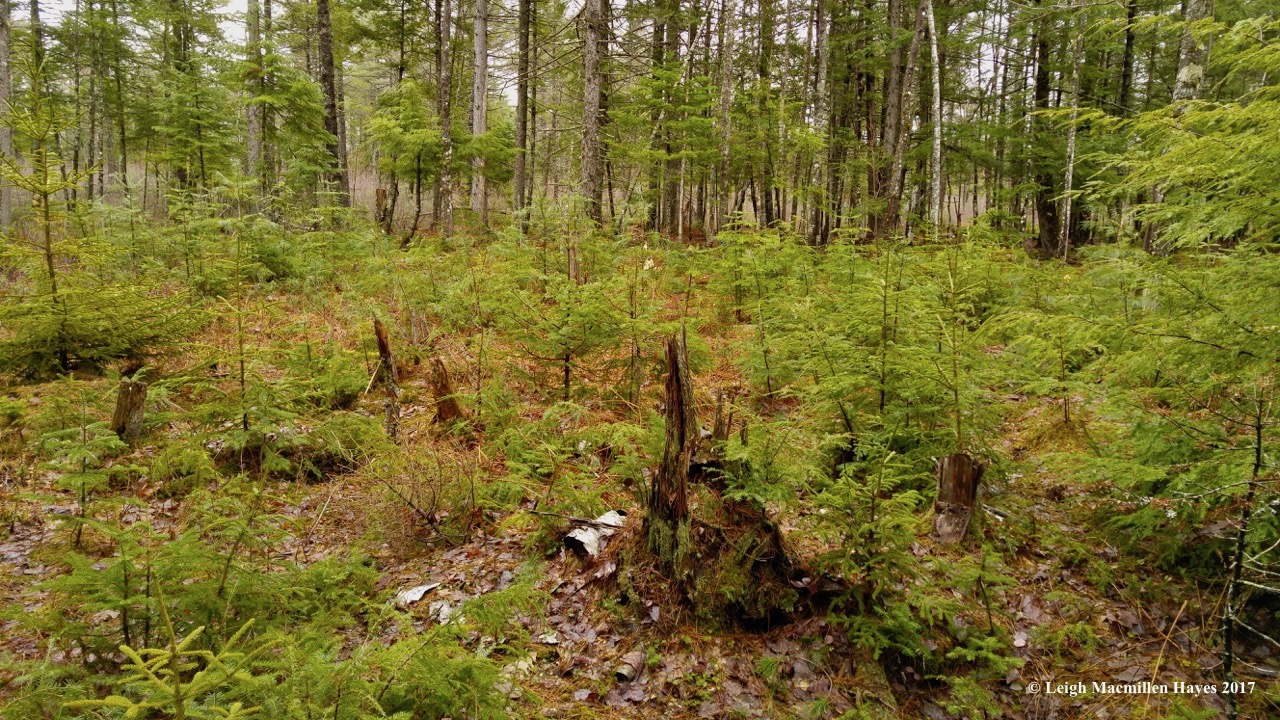 h1-woods south 2 (1)