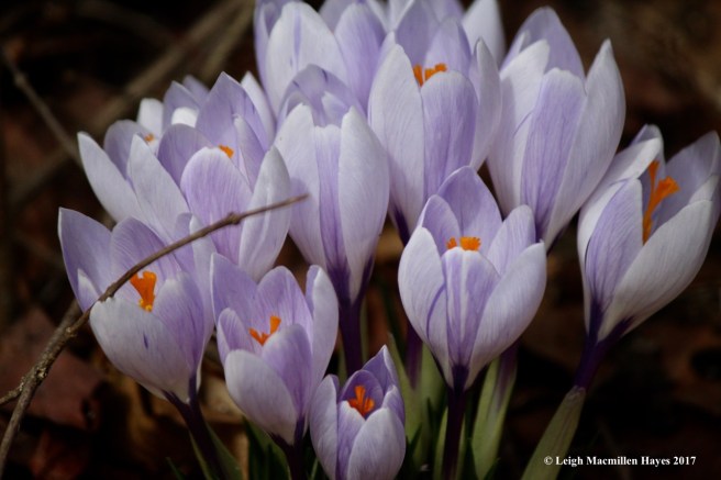 n-crocuses1