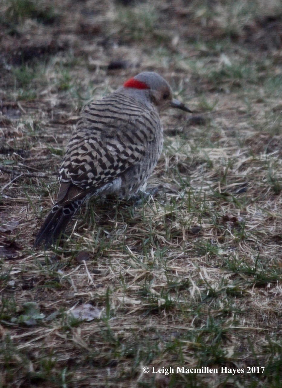 n-Northern Flicker