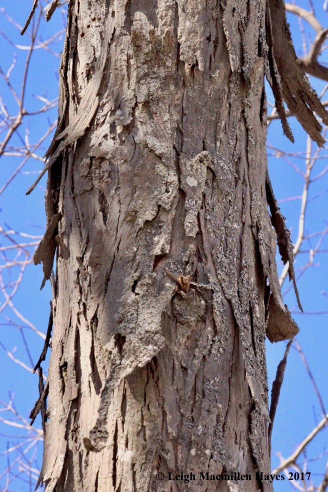 n-shagbark bark 5