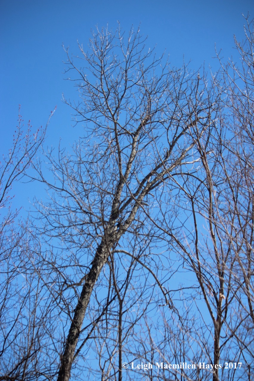 n-shagbark bark from distance