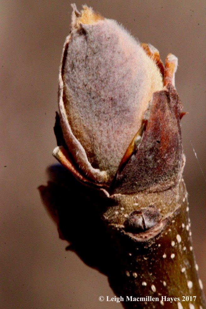 n-shagbark bud 6