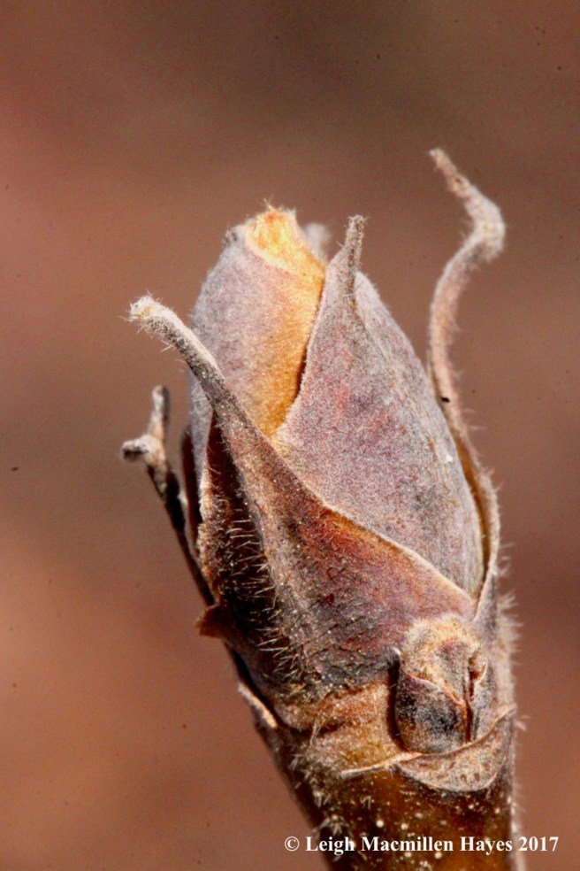 n-shagbark bud hairy 1