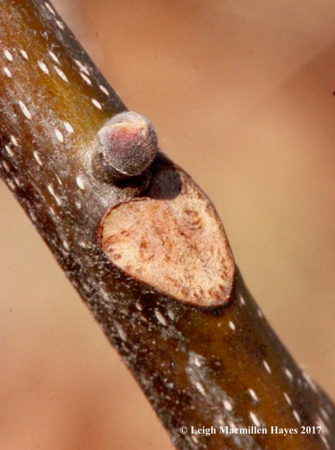 n-shagbark leaf scar1
