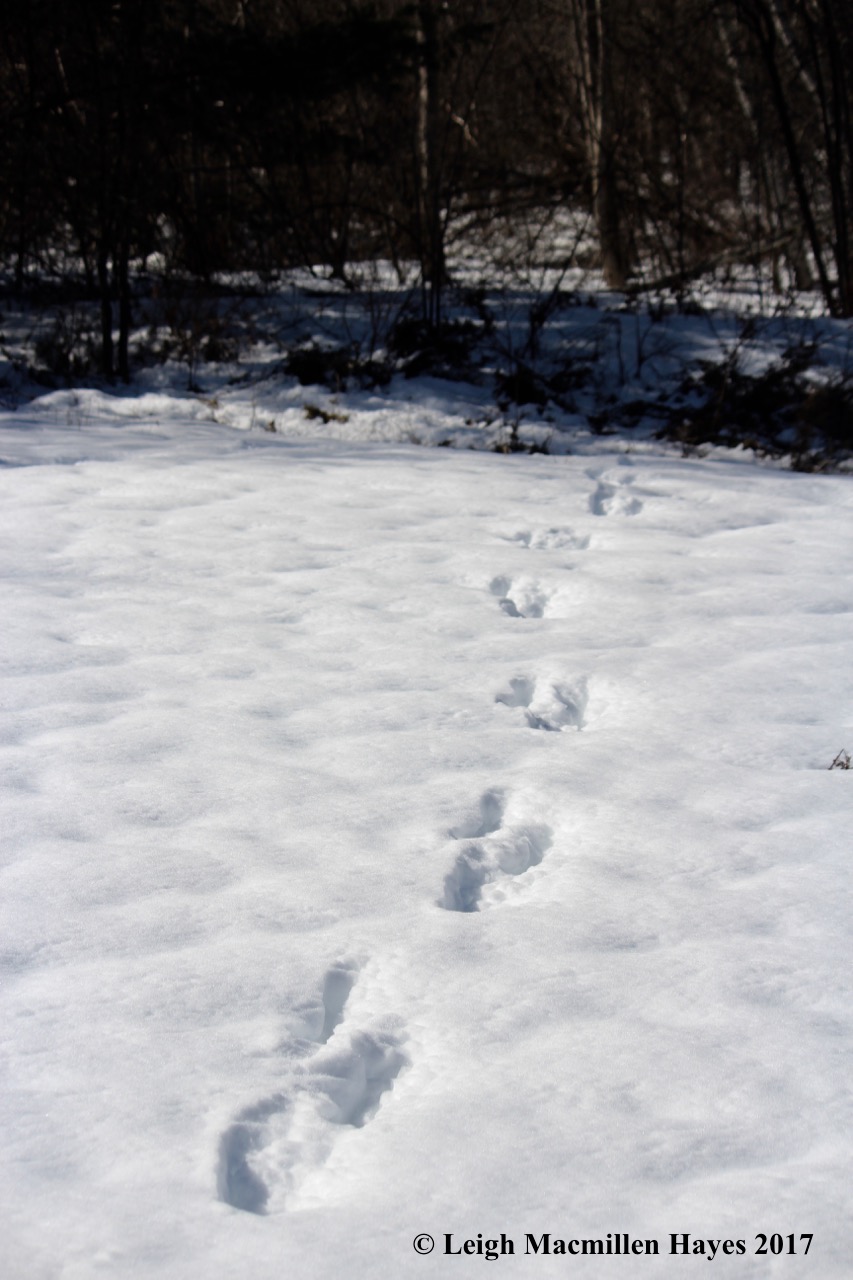 p-deer tracks