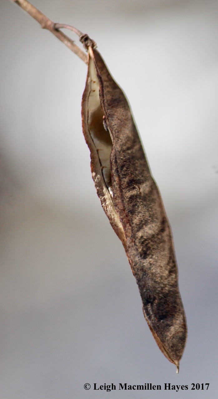 p-locust legume-like seed pod