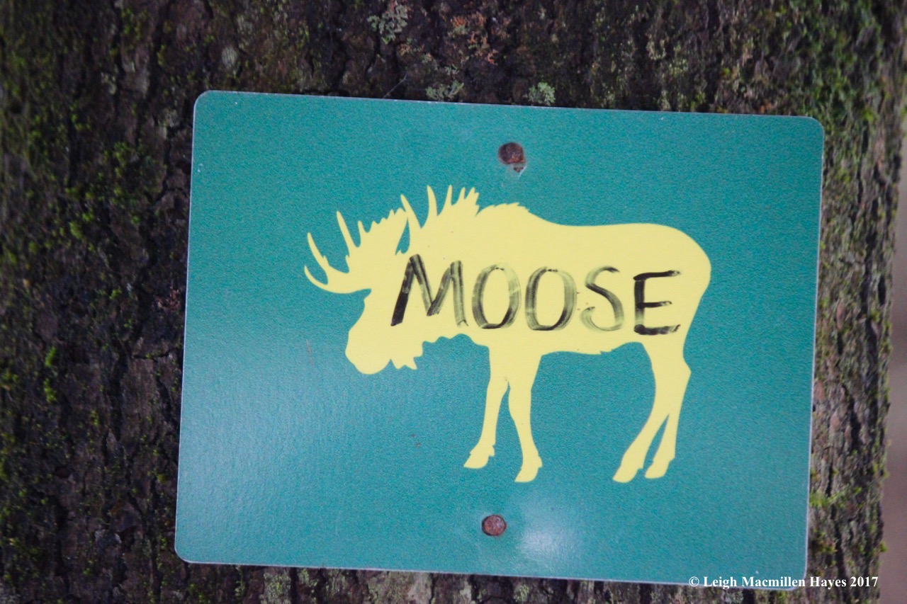 p-moose trail